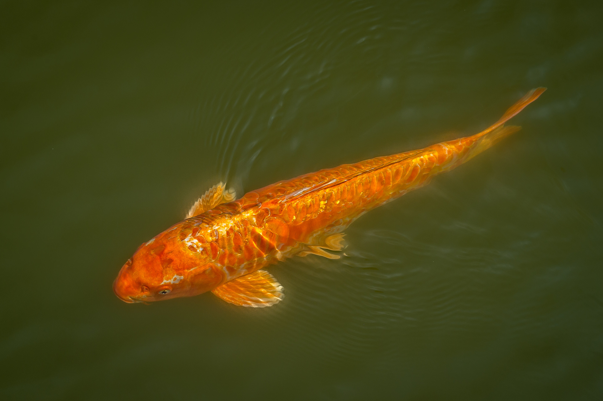 Koi5.jpg